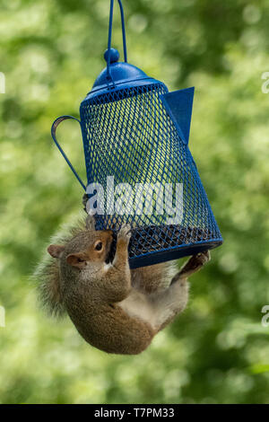 An eastern gray squirrel eating seeds from a bird feeder Stock Photo