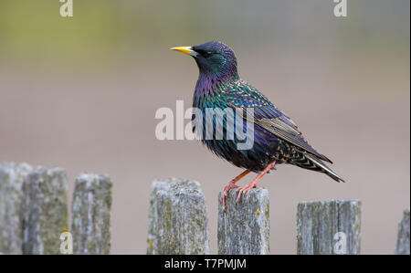 Male Common starling posing perched on old looking wooden garden fence Stock Photo