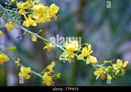 Blue Palo Verde Flowers from the Sonoran Desert in Mexico Stock Photo