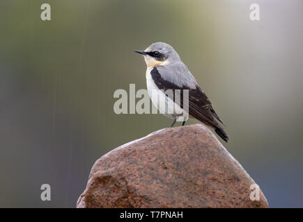 Male Northern Wheatear stands on top of rock in rainy weather conditions Stock Photo