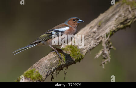 Common Chaffinch perched on old looking mossy branch Stock Photo