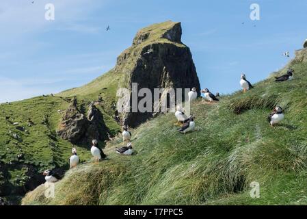 Denmark, Faroe Islands, Mykines Island, Atlantic puffin (Fratercula arctica) near their nests entrance Stock Photo