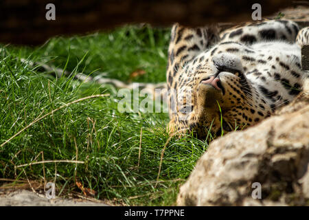 A portrait of a leopard awaking on while lying on its back in the grass looking straight into the camera. Stock Photo