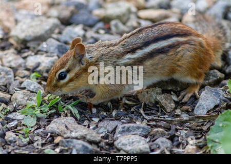 An eastern chipmunk eating sunflower seeds Stock Photo