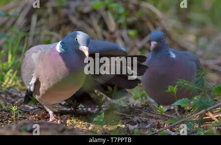 Male Common wood pigeon courts its female with wings and tail movements Stock Photo