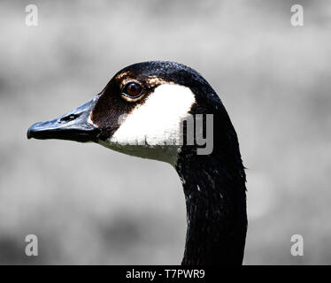High contrast closeup portrait of Male Canada Goose (Gander) in Black and White Stock Photo