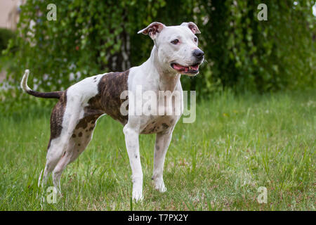 White and brindle American Pit Bull Terrier female dog standing in the meadow Stock Photo