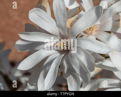 A close up of a single white flower of Magnolia stellate Stock Photo