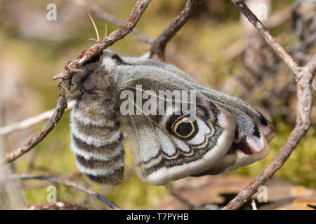 Female emperor moth (Saturnia pavonia), a large insect newly emerged and still drying out her wings, in Surrey heathland, UK, during May Stock Photo