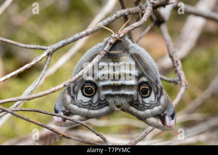 Female emperor moth (Saturnia pavonia), a large insect newly emerged and still drying out her wings, in Surrey heathland, UK, during May Stock Photo