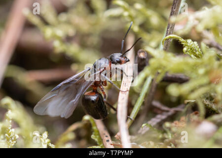 Queen Southern wood ant (Formica rufa), winged insect on heathland during May, in Surrey, UK