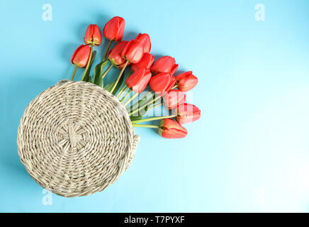 Woven bag with beautiful red tulips on blue background, space for text Stock Photo