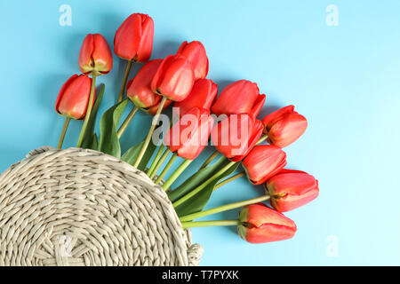 Woven bag with beautiful red tulips on blue background, top view Stock Photo