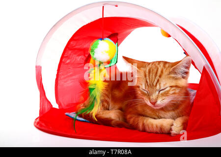 Ginger mackerel tabby kitten sleeping in a cat tent Stock Photo