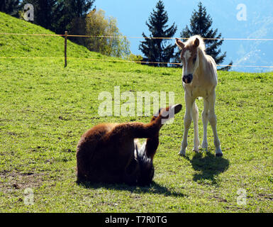 The Haflinger foal and a young Donkey playing on the pasture in South Tirol, Italy Stock Photo