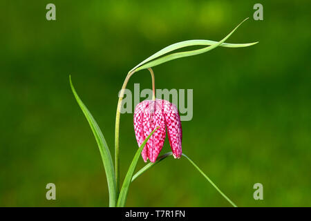 Close up of a snakeshead fritillaria chequred daffodil flower on a warm spring day Stock Photo