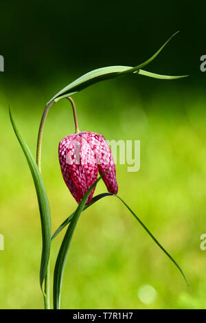 Close up of a snakeshead fritillaria chequred daffodil flower on a warm spring day Stock Photo