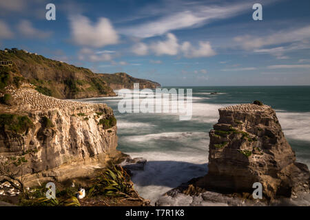 Gannett colony on the rocks to the left of the image above Muriwai Beach on the West coast of New Zealand, long exposure to smooth out the water and give some motion to the clouds Stock Photo