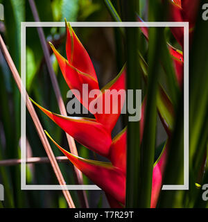 Hello Summer background concept. Beautiful caribbean Heliconia flower also popularly known as lobster-claw, wild plantain or false bird-of-paradise in Stock Photo
