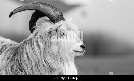 kiko goat black and white portrait photo close up Stock Photo