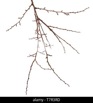 dry apricot tree branch. isolated on white Stock Photo