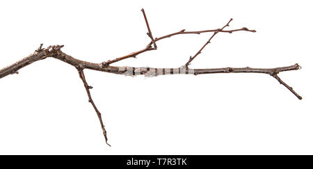 dry apricot tree branch. isolated on white Stock Photo