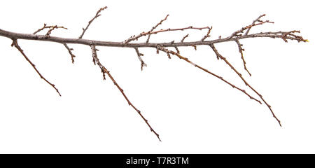dry apricot tree branch. isolated on white Stock Photo