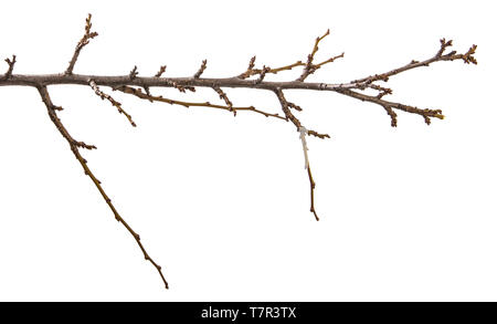 dry apricot tree branch. isolated on white Stock Photo