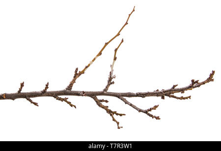 dry apricot tree branch. isolated on white Stock Photo