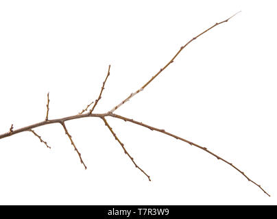 dry apricot tree branch. isolated on white Stock Photo