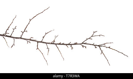 dry apricot tree branch. isolated on white Stock Photo