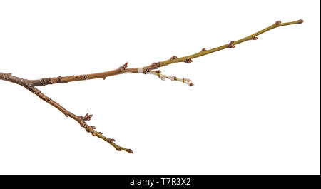dry branch of the plum tree. isolated on white Stock Photo