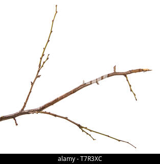 dry branch of the plum tree. isolated on white Stock Photo