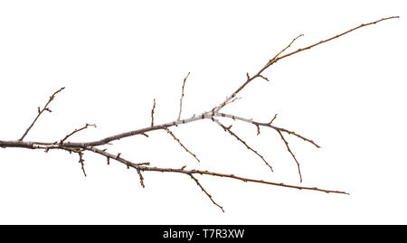 dry branch of the plum tree. isolated on white Stock Photo