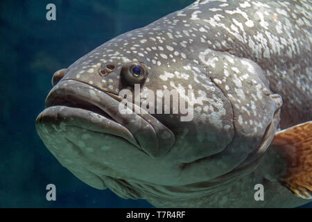 Giant grouper fish portrait dark aquatic ambiance Stock Photo