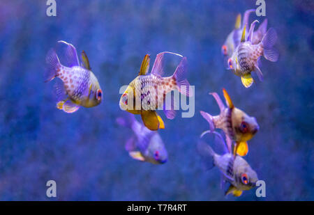 aquatic scenery showing some colorful Coral reef fishes Stock Photo