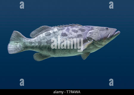 Giant grouper fish swimming in blue aquatic ambiance Stock Photo