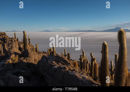 The worlds largest salt flat, Bolivia, South America, Salar de Uyuni seen from the unique cactus island called Incahuasi island shot against a bright blue sky Stock Photo