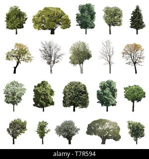 vector set isolated high detailed trees Stock Vector