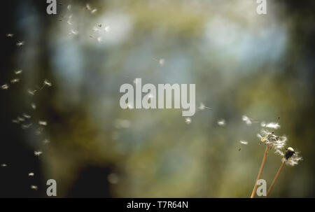 Dandelion puffs with Blowing Seeds - Flower closeup background copy space - purity calm and hope concept Stock Photo