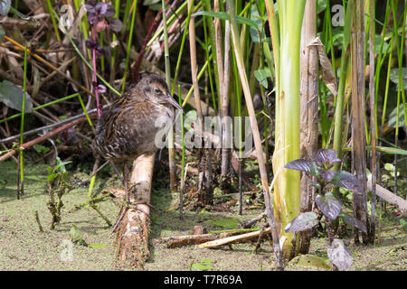 Close-up side view of the secretive UK water rail wading bird (Rallus aquaticus) isolated in shallow pond water. Juvenile water rail - rarely seen. Stock Photo