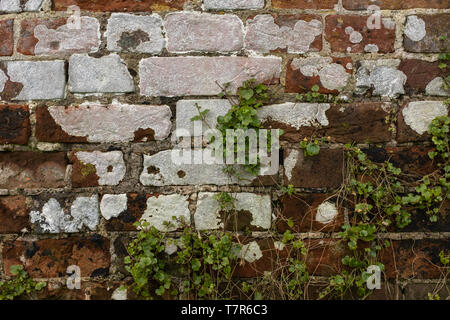 Close up an aging red and orange brick wall with crumbling mortar and bleached white spots and weeds growing up the wall Stock Photo