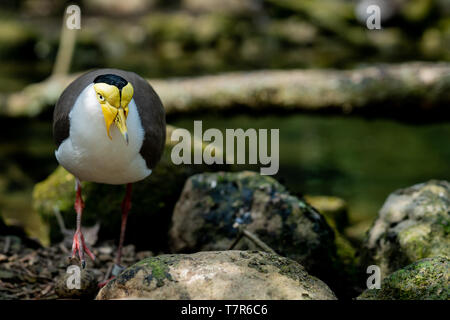 Portrait of a masked lapwing walking towards the camera Stock Photo