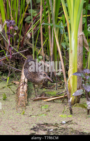 Front view close up of secretive UK water rail wading bird (Rallus aquaticus) isolated in shallow UK pond water. Juvenile water rail - rarely seen. Stock Photo