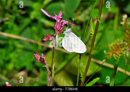 A rare Wood White butterfly,Leptidea sinapis, on a ragged robin flower (Lychnis flos-cuculi) in the Devon Wildlife Trust reserve at Meeth in Devon.Eng Stock Photo