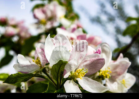 Blossom Tree Stock Photo