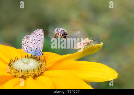 Insect biodiversity on a flower, butterfly common blue Polyommatus icarus, bee Anthophila in flight and shield bug Carpocoris fuscispinus on Rudbeckia Stock Photo