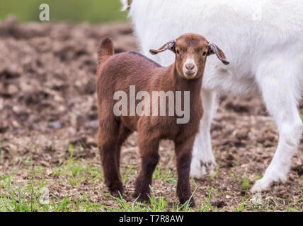 Adorable young brown colored Boer Goat with lop ears stands next to white female goat in early spring field at dusk Stock Photo