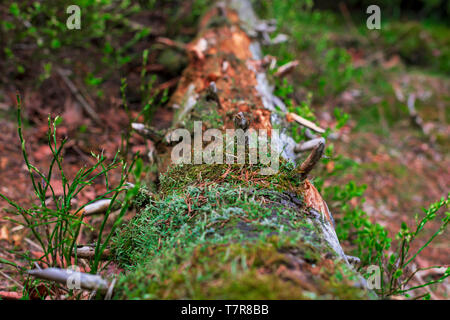 Close-up with a rotten tree trunk lying on the ground covered in lichens. Stock Photo