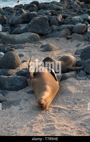 The Galapagos Islands ,were the source for evolution theory worked out by Darwin, the Islands have unique versions of reptiles and birds Stock Photo